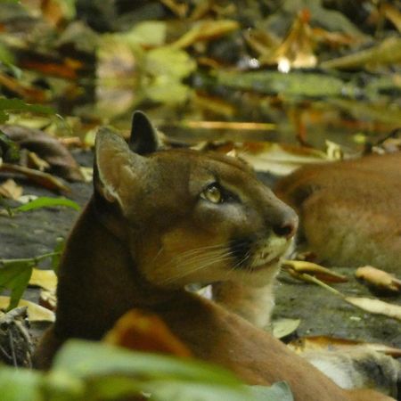 Corcovado Wilderness Lodge By Scp San Pedrillo Extérieur photo