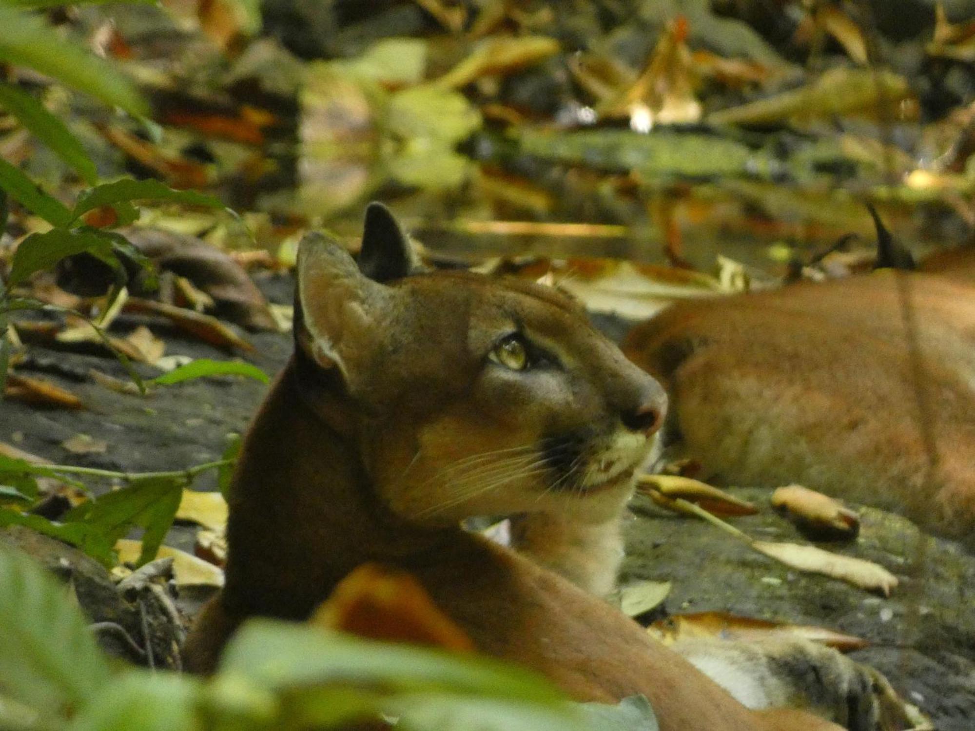 Corcovado Wilderness Lodge By Scp San Pedrillo Extérieur photo